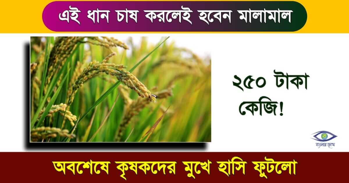 ধান চাষ তথা Rice Cultivation